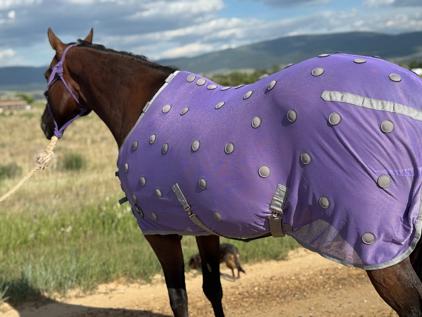 NEW!! MC Equine Magnetic Horse Blanket