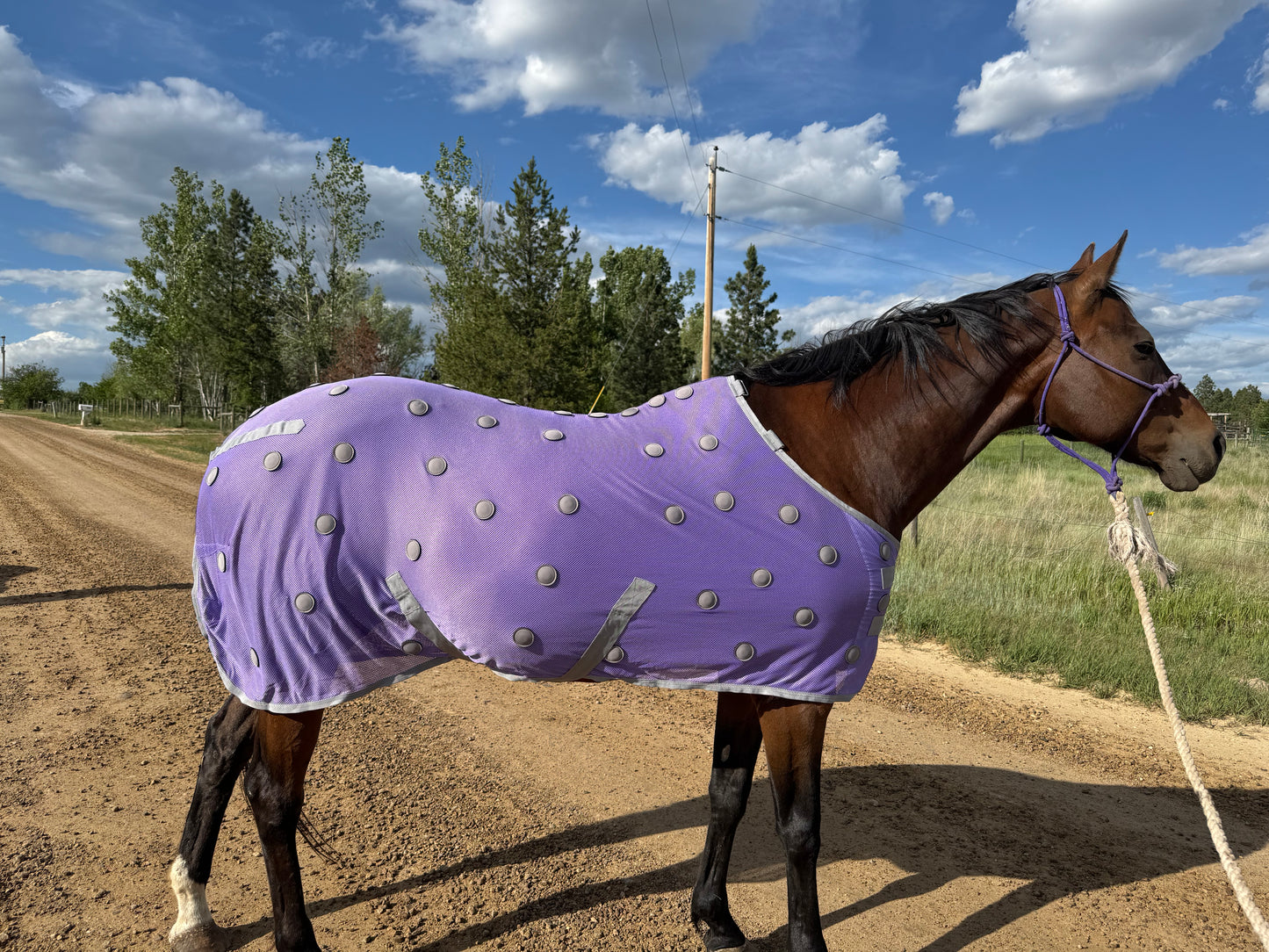 NEW!! MC Equine Magnetic Horse Blanket