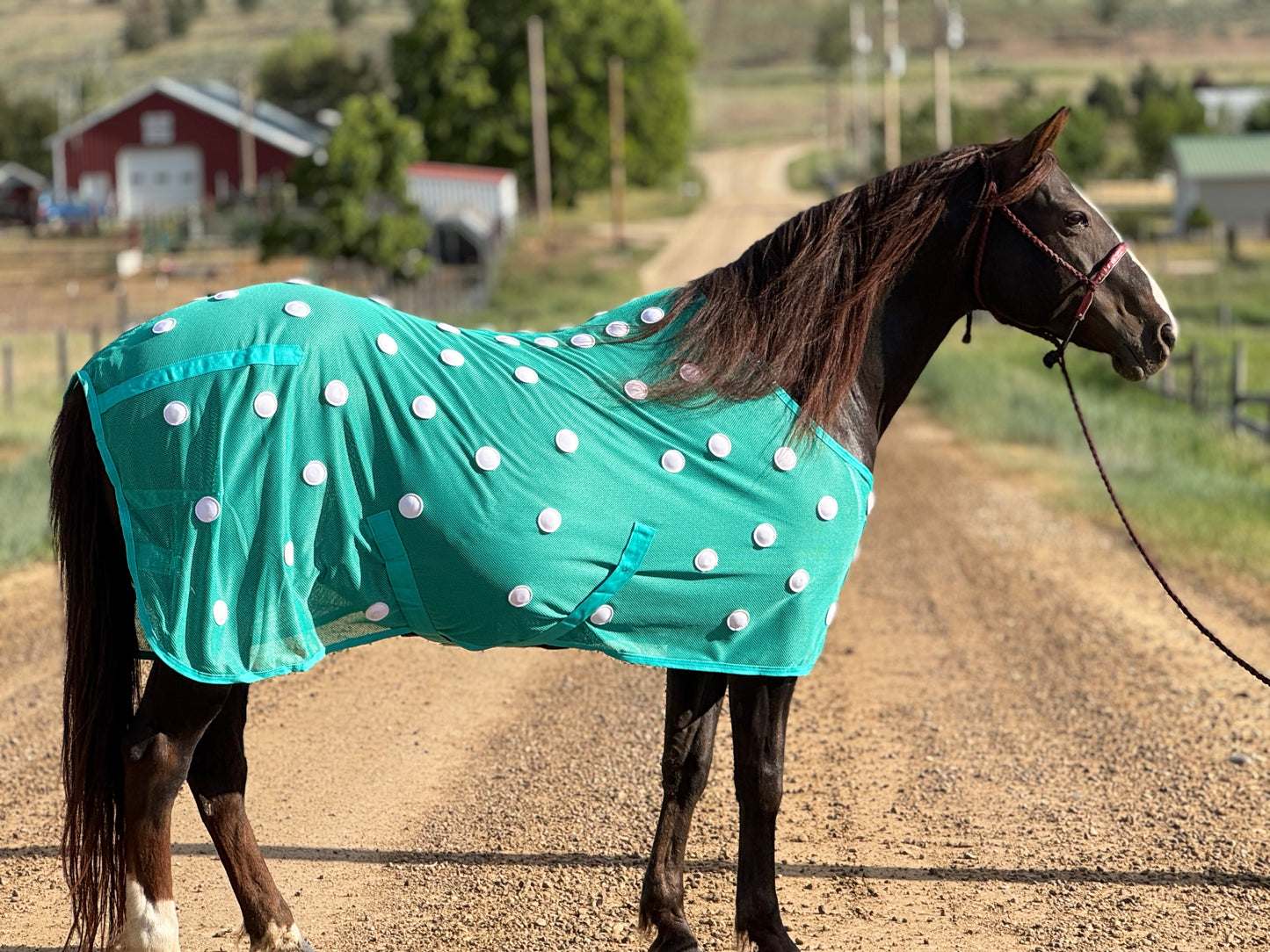NEW!! MC Equine Magnetic Horse Blanket